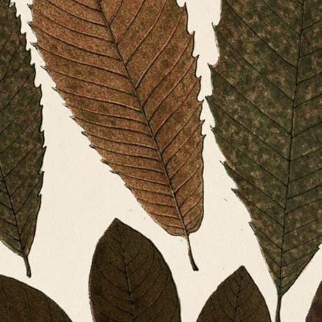 Mercana - Autumnal Leaves I by Vision Studio a Framed Art Print Matted under Glass - 10680 view 3
