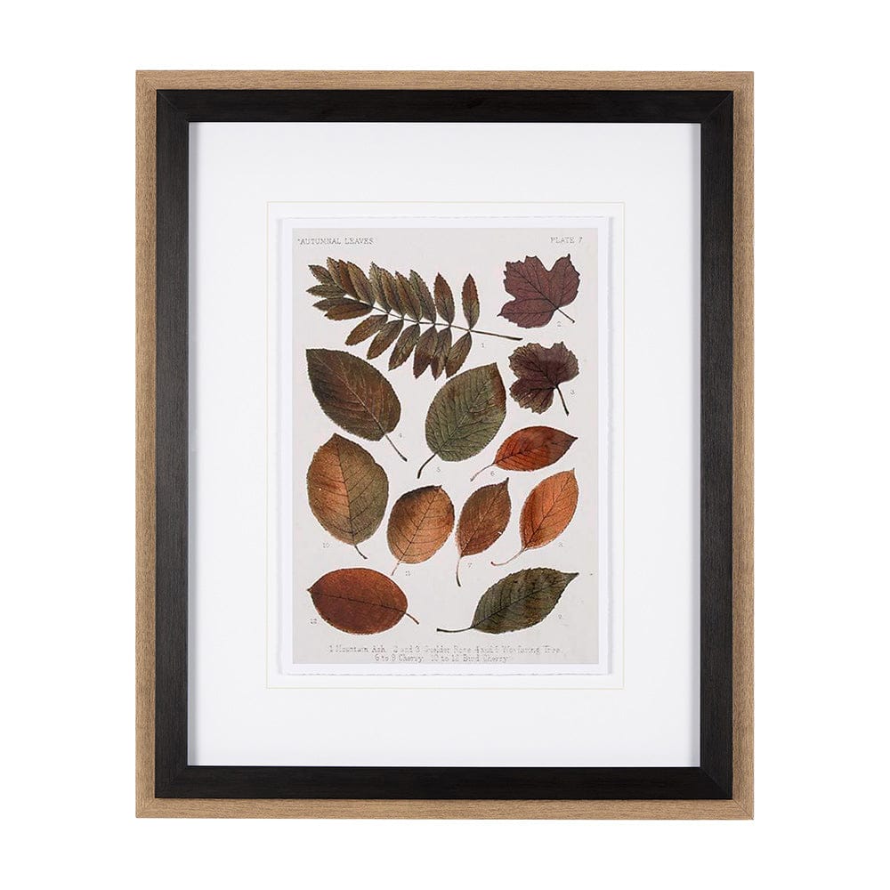 Mercana - Autumnal Leaves II by Vision Studio a Framed Art Print Matted under Glass - 10681 view 1