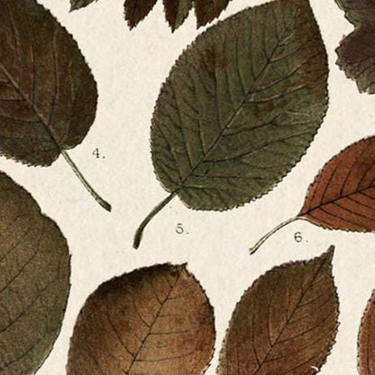 Mercana - Autumnal Leaves II by Vision Studio a Framed Art Print Matted under Glass - 10681 view 3