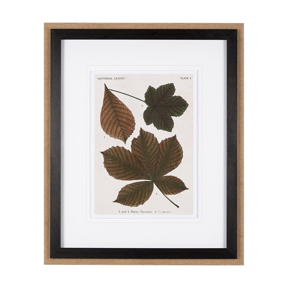 Mercana - Autumnal Leaves III by Vision Studio a Framed Art Print Matted under Glass - 10682 view 1
