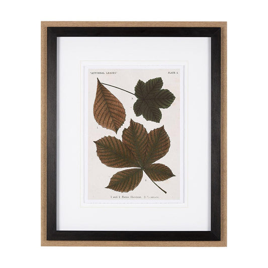 Mercana - Autumnal Leaves III by Vision Studio a Framed Art Print Matted under Glass - 10682 view 1