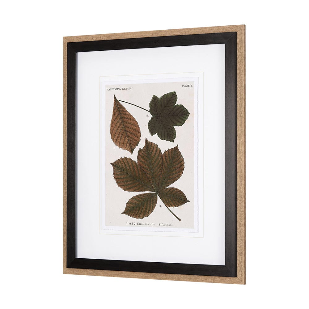 Mercana - Autumnal Leaves III by Vision Studio a Framed Art Print Matted under Glass - 10682 view 2