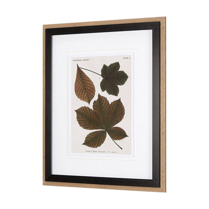 Mercana - Autumnal Leaves III by Vision Studio a Framed Art Print Matted under Glass - 10682 view 2