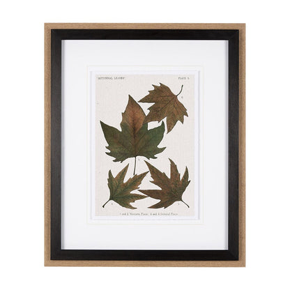 Mercana - Autumnal Leaves IV by Vision Studio a Framed Art Print Matted under Glass - 10683 view 1