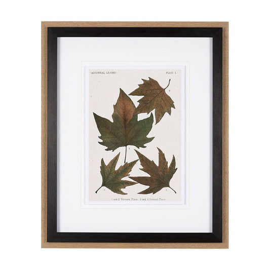 Mercana - Autumnal Leaves IV by Vision Studio a Framed Art Print Matted under Glass - 10683 view 1