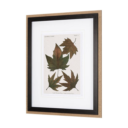 Mercana - Autumnal Leaves IV by Vision Studio a Framed Art Print Matted under Glass - 10683 view 2
