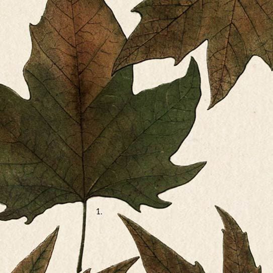 Mercana - Autumnal Leaves IV by Vision Studio a Framed Art Print Matted under Glass - 10683 view 3
