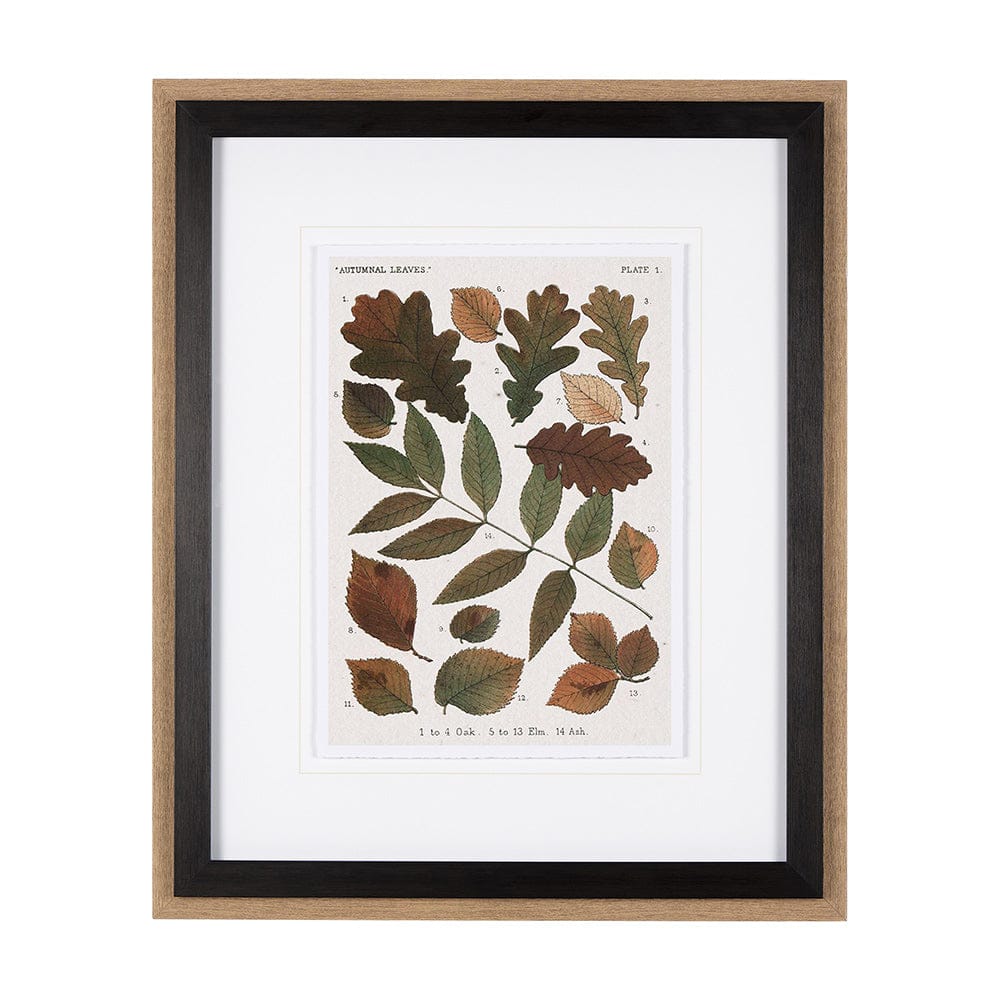 Mercana - Autumnal Leaves V by Vision Studio a Framed Art Print Matted under Glass - 10684 view 1