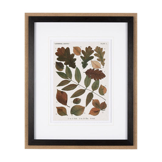Mercana - Autumnal Leaves V by Vision Studio a Framed Art Print Matted under Glass - 10684 view 1
