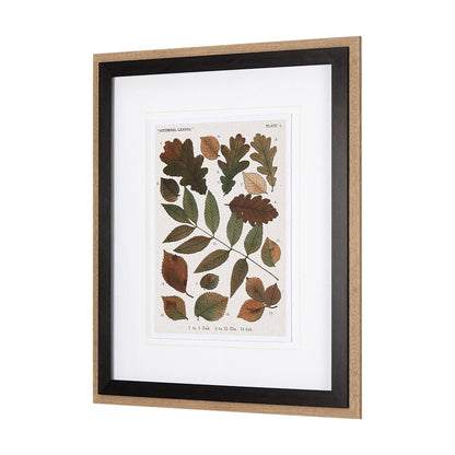 Mercana - Autumnal Leaves V by Vision Studio a Framed Art Print Matted under Glass - 10684 view 2