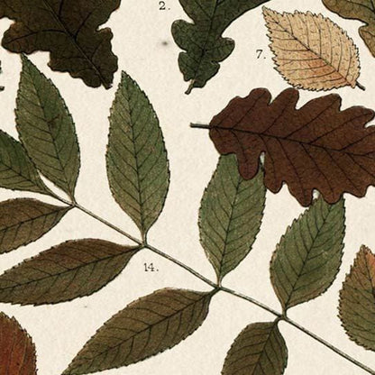 Mercana - Autumnal Leaves V by Vision Studio a Framed Art Print Matted under Glass - 10684 view 3