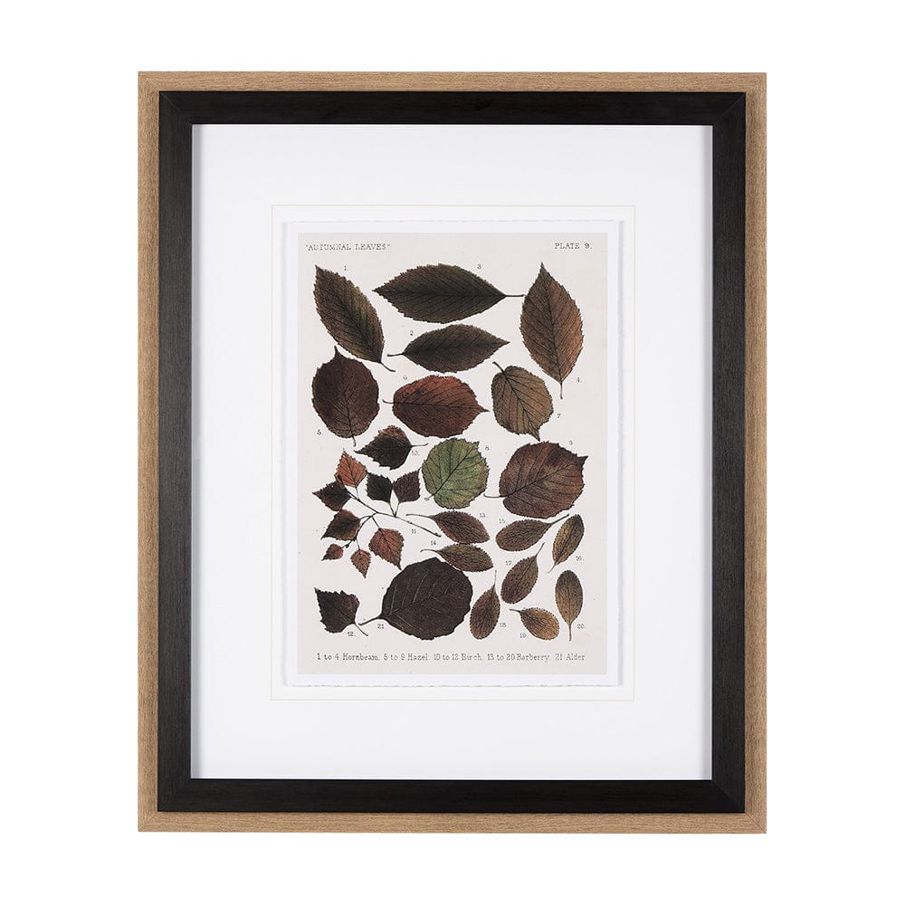 Mercana - Autumnal Leaves VI by Vision Studio a Framed Art Print Matted under Glass - 10685 view 1