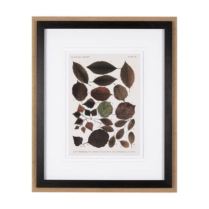 Mercana - Autumnal Leaves VI by Vision Studio a Framed Art Print Matted under Glass - 10685 view 1