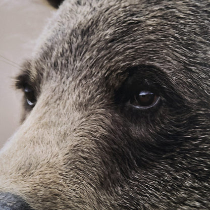 Mercana - Bear Focus - Hush by Wink Gaines a Hand Embelished Textured Framed Art Photo Matted under Glass - 12648 view 7