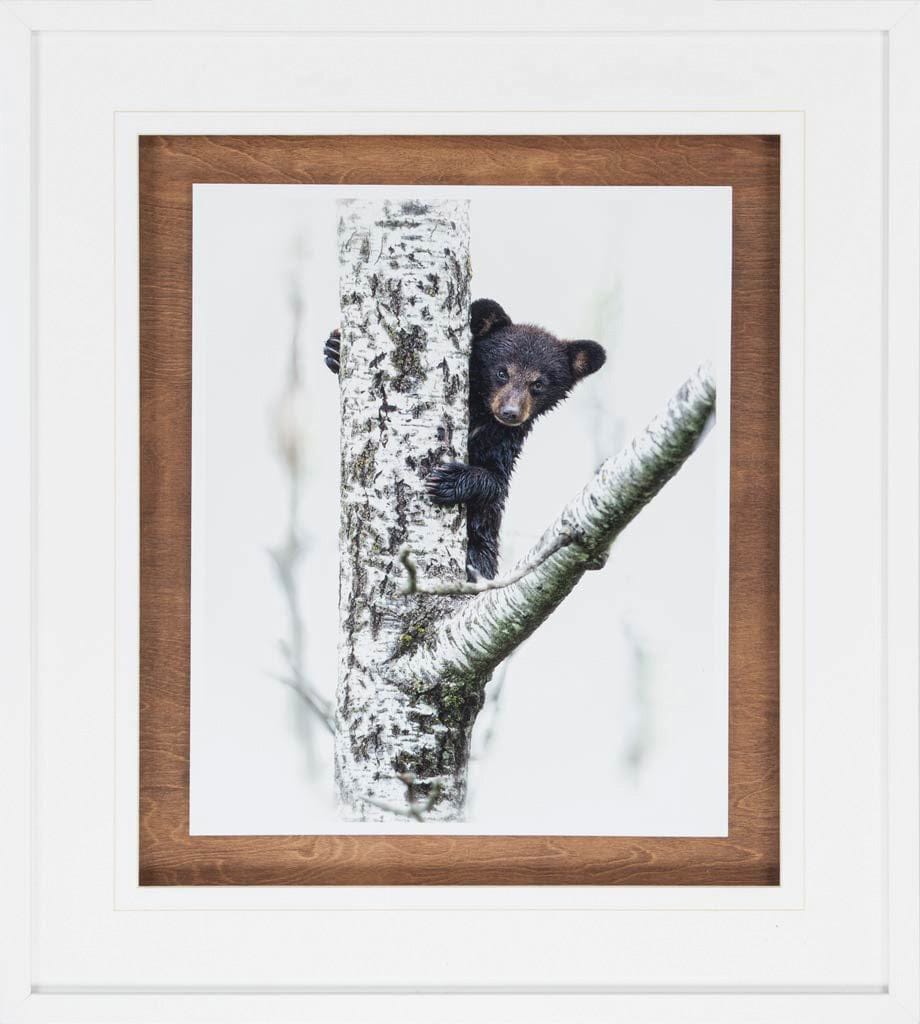 Mercana - Bears at Play V by PHBurchett a Framed Art Print Matted under Glass - 9746 view 2