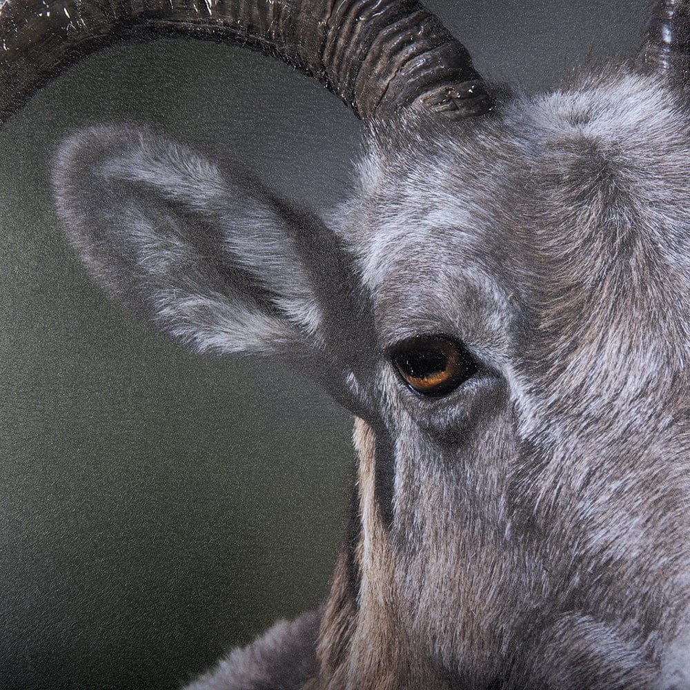 Mercana - Big Horn Sheep by Chad Mackay a Hand Embellished Textured Framed Art Print Matted under Glass - 14364 view 3