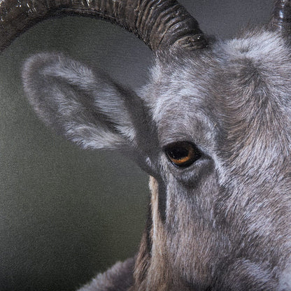 Mercana - Big Horn Sheep by Chad Mackay a Hand Embellished Textured Framed Art Print Matted under Glass - 14364 view 3