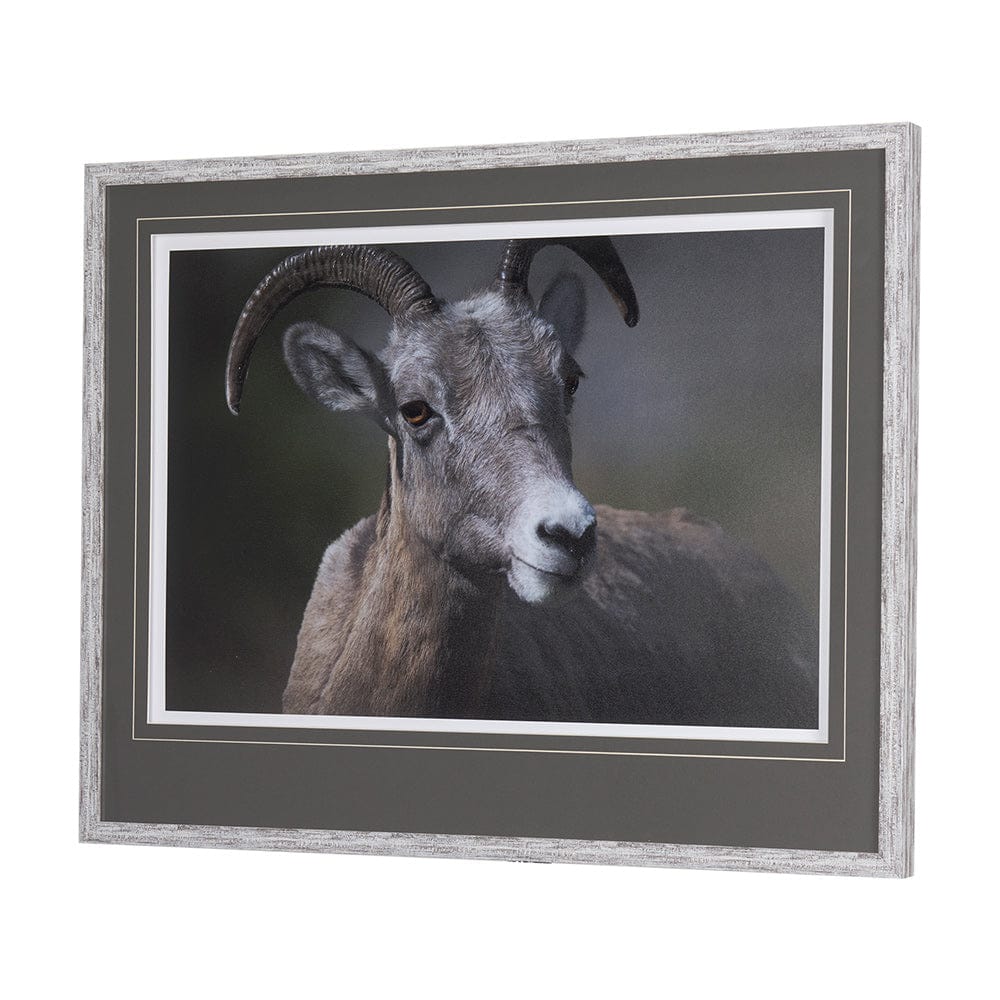 Mercana - Big Horn Sheep by Chad Mackay a Hand Embellished Textured Framed Art Print Matted under Glass - 14364 view 7