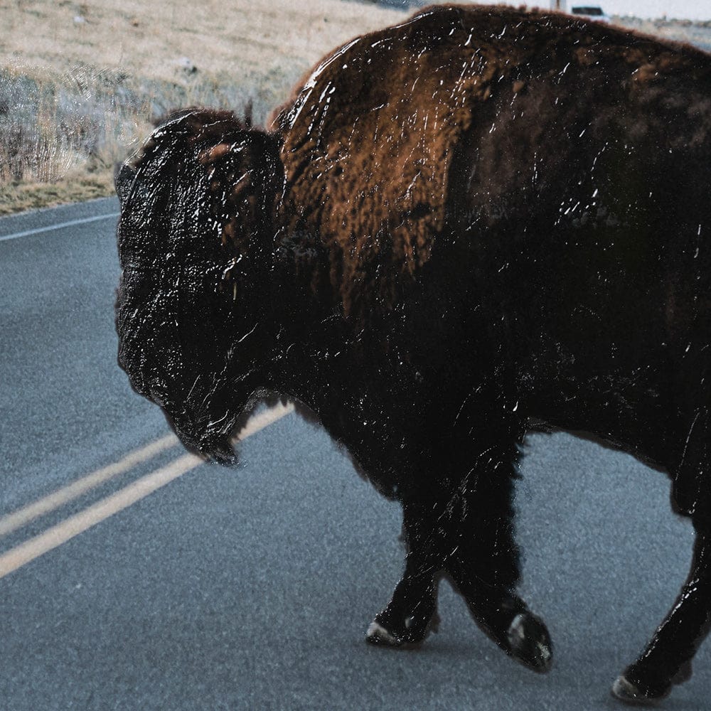 Mercana - Bison Crossing by Chelsea Victoria a Hand Embelished Textured Framed Art Print Matted under Glass - 13497 view 7
