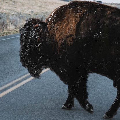 Mercana - Bison Crossing by Chelsea Victoria a Hand Embelished Textured Framed Art Print Matted under Glass - 13497 view 7