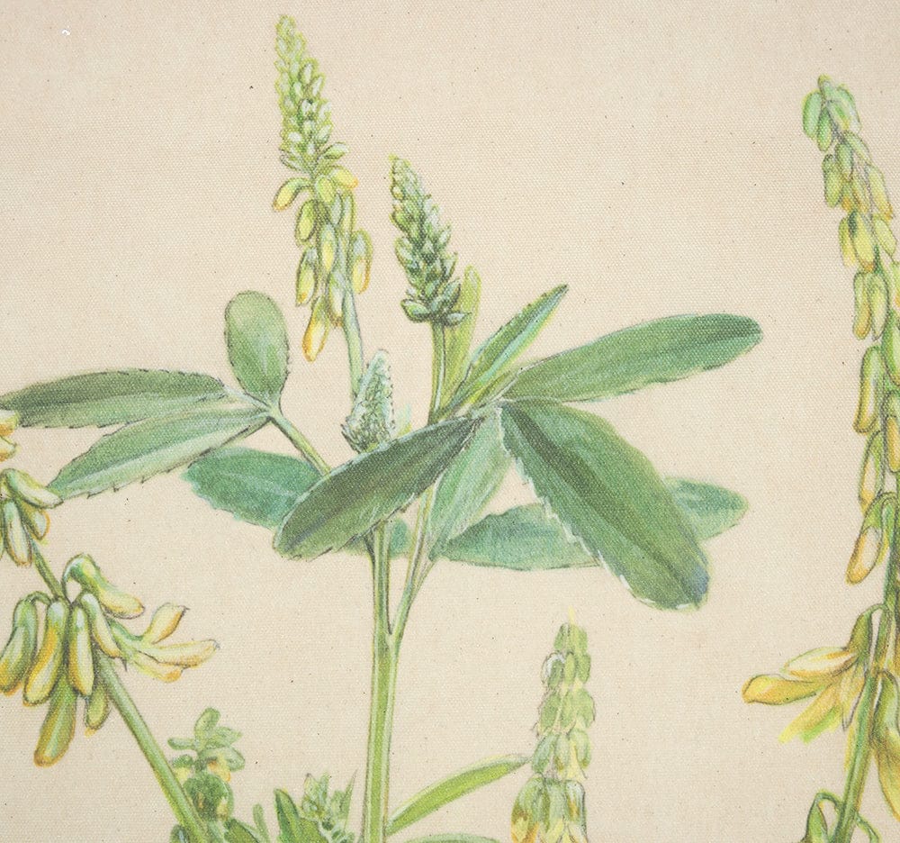 Mercana - Botanical Study-Melilotus Officinalis by Mercana Studio a Hand Embelished Textured Framed Art Print - 15410 view 5
