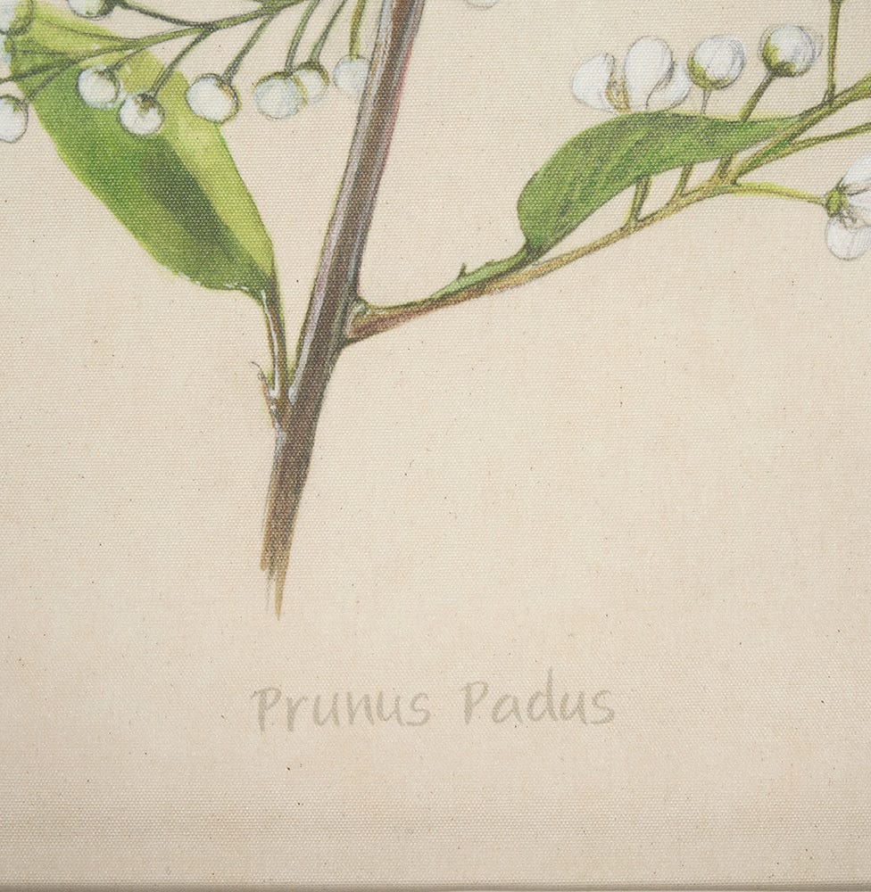 Mercana - Botanical Study-Prunus Padus by Mercana Studio a Hand Embelished Textured Framed Art Print - 15408 view 5