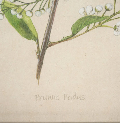 Mercana - Botanical Study-Prunus Padus by Mercana Studio a Hand Embelished Textured Framed Art Print - 15408 view 5