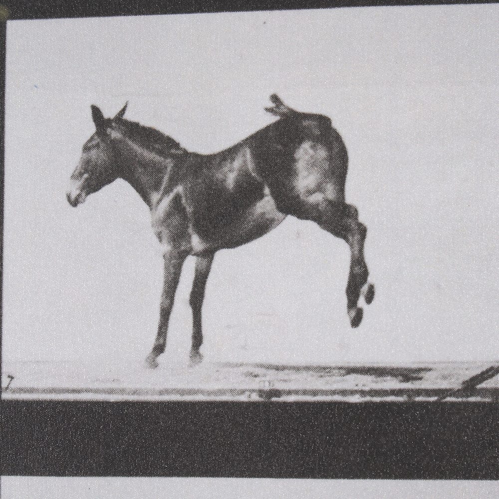 Mercana - Bucking and Kicking by Eadweard Muybridge Hand Embellished Framed Art Print Matted under Glass - 15301 view 6