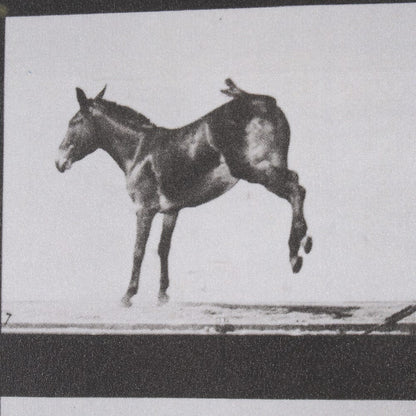 Mercana - Bucking and Kicking by Eadweard Muybridge Hand Embellished Framed Art Print Matted under Glass - 15301 view 6