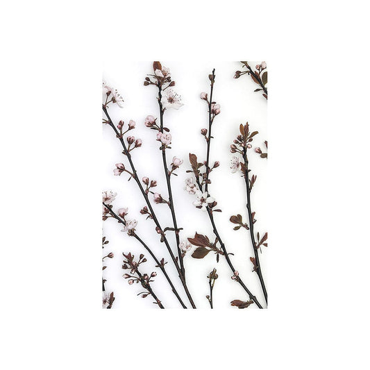 Mercana - Budding Blossom by Frank Assaf a Hand Embellished Textured Canvas - 101798-S view 1