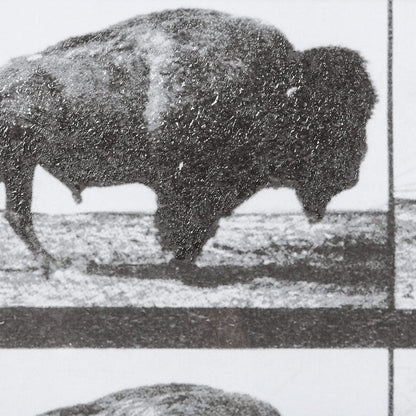 Mercana - Buffalo Walking by Eadweard Muybridge Hand Embellished Textured Framed Art Print Matted under Glass - 13683 view 6