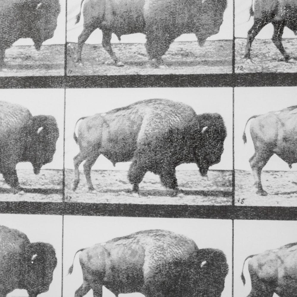 Mercana - Buffalo Walking by Eadweard Muybridge Hand Embellished Textured Framed Art Print Matted under Glass - 13683 view 7