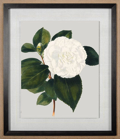 Mercana - Camellia Japonica II by Vision Studio Hand Embellished Textured Framed Art Print Matted under Glass - 10570 view 2