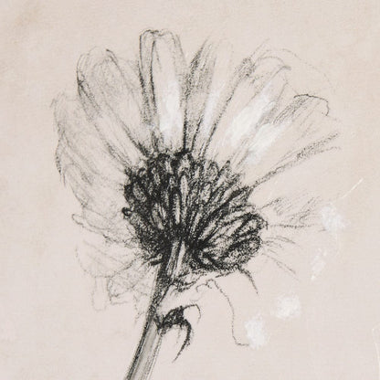 Mercana - Chamomile Drawing I by Mercana Studio a Hand Embellished Textured Canvas - 102451-S view 7