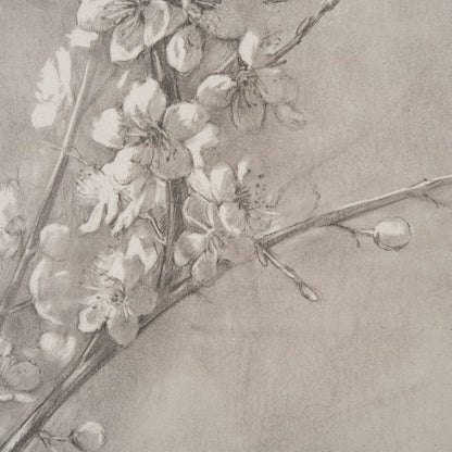 Mercana - Cherry Blossom Sketch I by Mercana Studio a Hand Embellished Framed Art Print - 15479 view 4