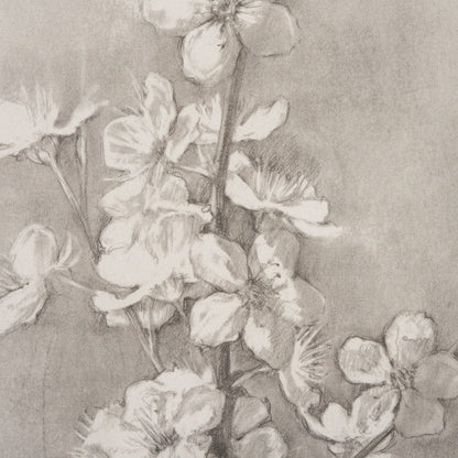 Mercana - Cherry Blossom Sketch I by Mercana Studio a Hand Embellished Framed Art Print - 15479 view 5