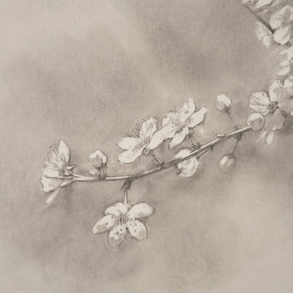 Mercana - Cherry Blossom Sketch II by Mercana Studio a Hand Embellished Framed Art Print - 15480 view 4