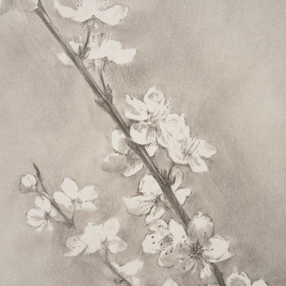 Mercana - Cherry Blossom Sketch II by Mercana Studio a Hand Embellished Framed Art Print - 15480 view 5