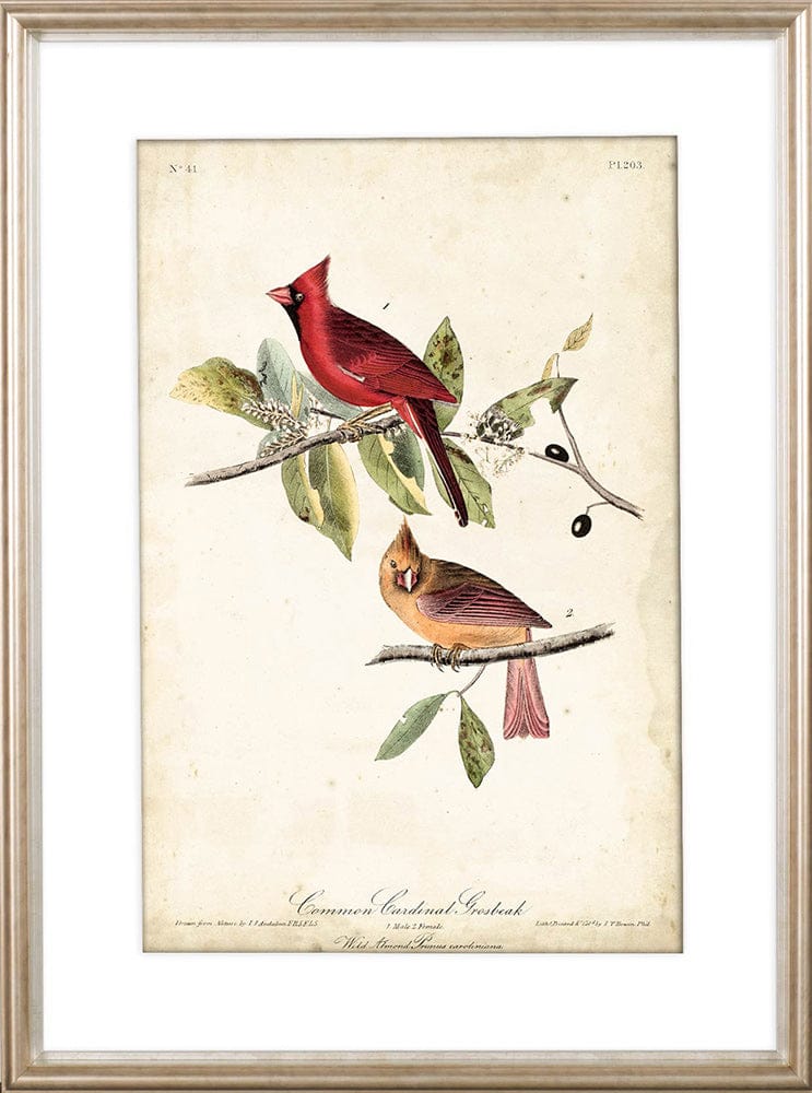 Mercana - Common Cardinal Grosbeak by John James Audubon a Framed Art Print Matted under Glass - 10477 view 2
