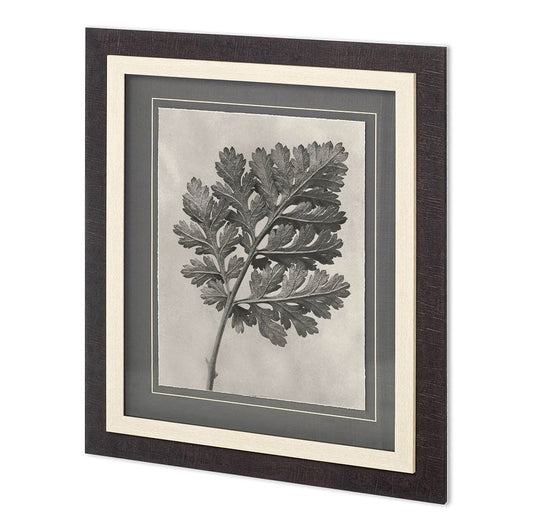 Mercana - Custom Blossfeldt Botanical III Karl Blossfeldt Hand Embellished Framed Art Print Matted under Glass - 11965 view 1