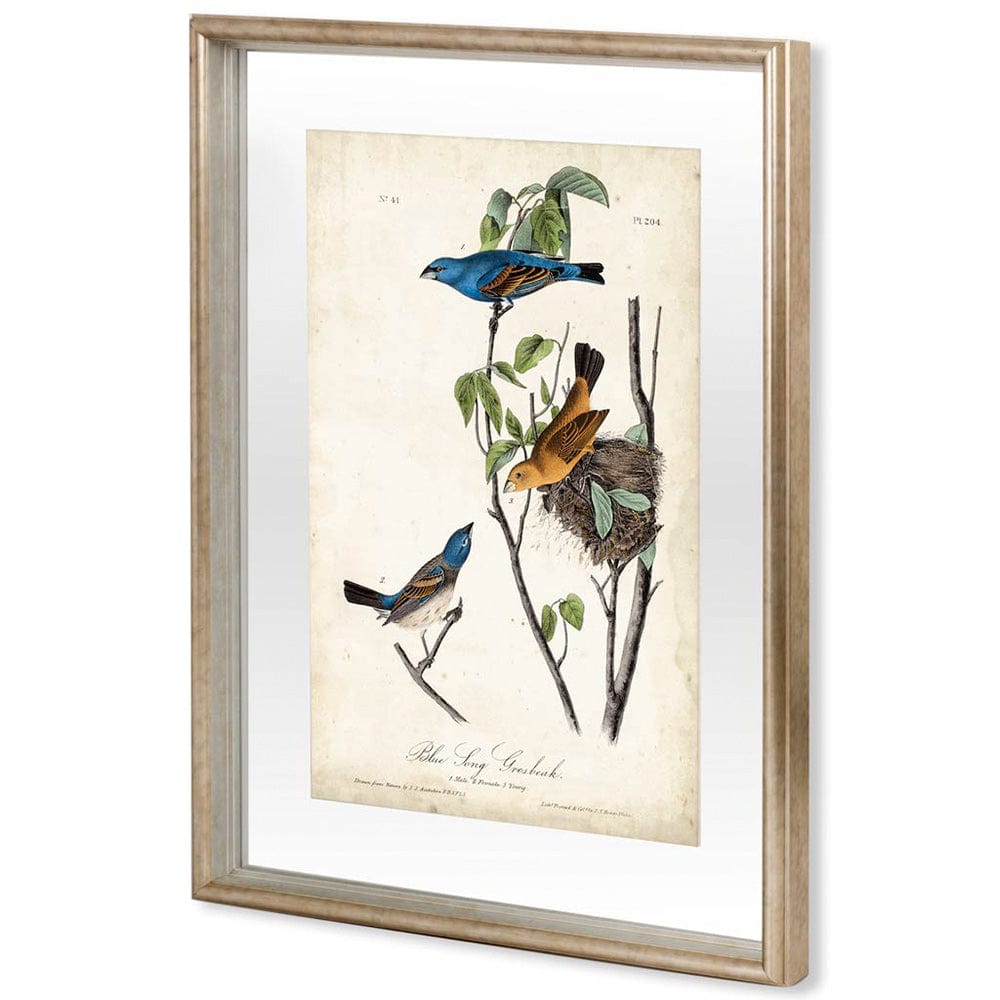 Mercana - Custom Blue Song Grosbeak MC by Audubon a Framed Art Print Matted under Glass - 10473 view 1