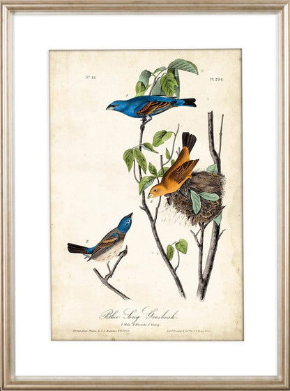 Mercana - Custom Blue Song Grosbeak MC by Audubon a Framed Art Print Matted under Glass - 10473 view 2