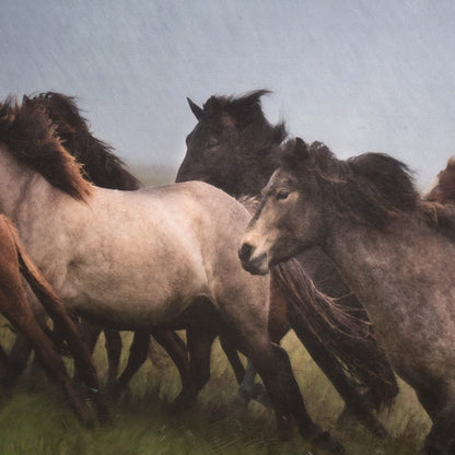 Mercana - Custom Icelandic Horses XIII MC by PH Burchett Hand Embellished Framed Art Print Matted under Glas - 10289 view 4
