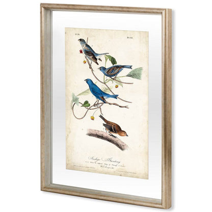 Mercana - Custom Indigo Bunting MC by Audubon a Framed Art Print Matted under Glass - 10474 view 1