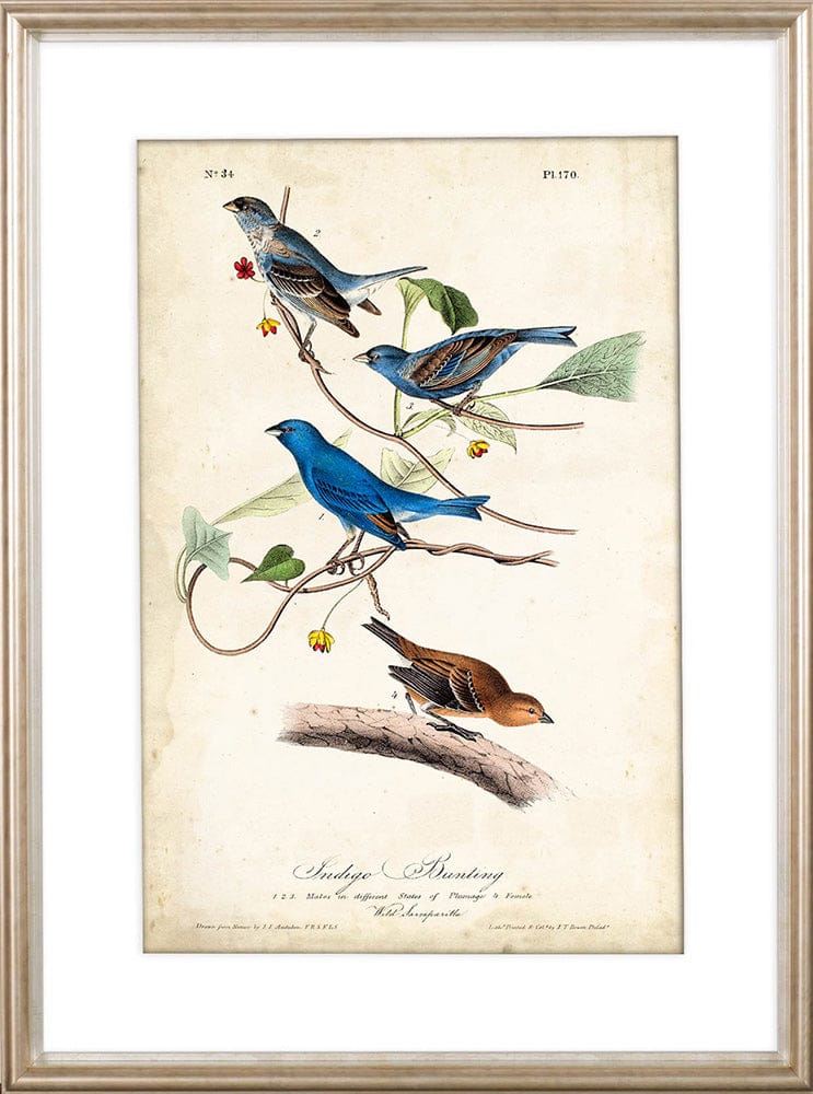 Mercana - Custom Indigo Bunting MC by Audubon a Framed Art Print Matted under Glass - 10474 view 2