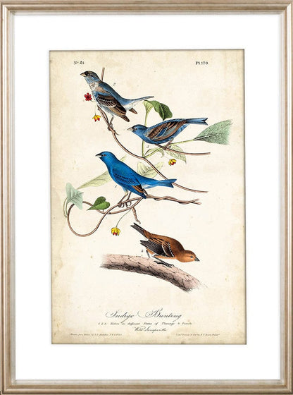 Mercana - Custom Indigo Bunting MC by Audubon a Framed Art Print Matted under Glass - 10474 view 2