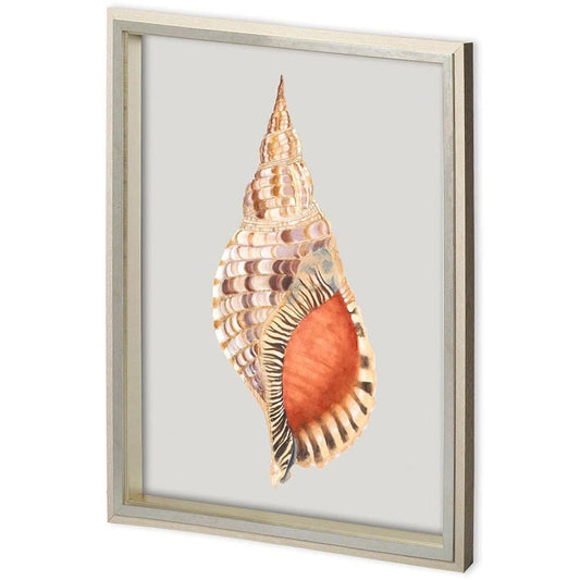 Mercana - Custom Spider Conch by Maleki, Ferdos a Framed Art Print Matted under Glass - 11221 view 1