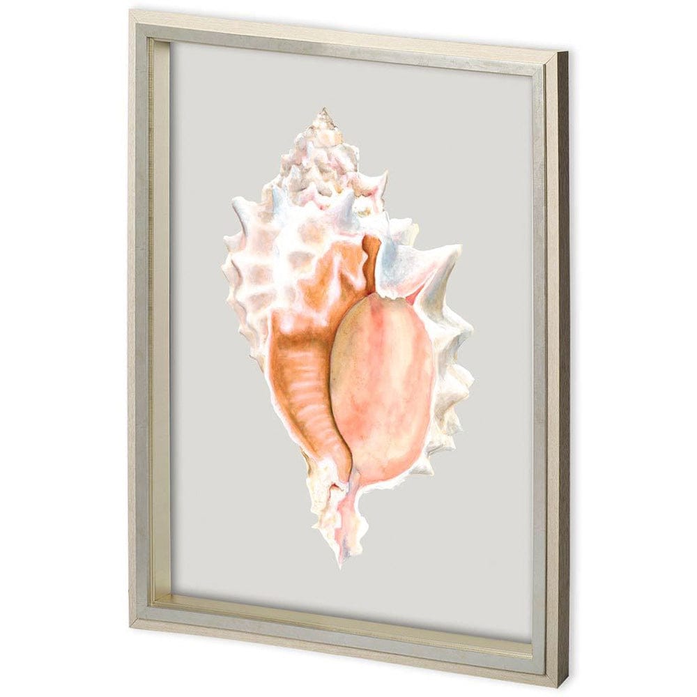 Mercana - Custom Spider Conch by Maleki, Ferdos a Framed Art Print Matted under Glass - 11223 view 1