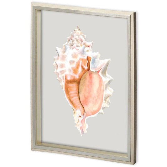 Mercana - Custom Spider Conch by Maleki, Ferdos a Framed Art Print Matted under Glass - 11223 view 1