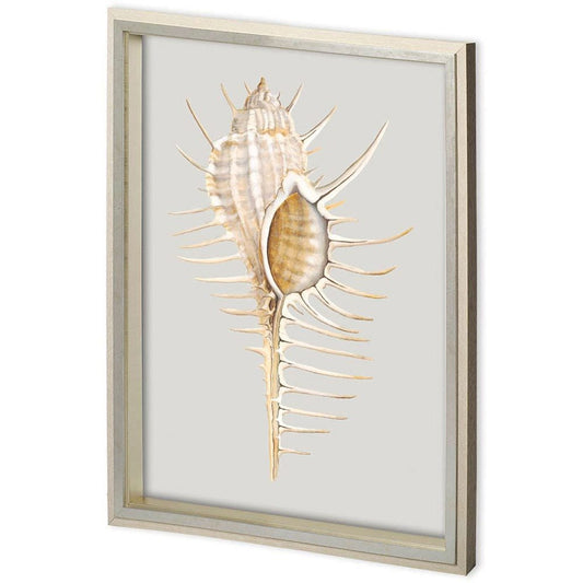 Mercana - Custom Spiny Murex by Maleki, Ferdos a Framed Art Print Matted under Glass - 11219 view 1